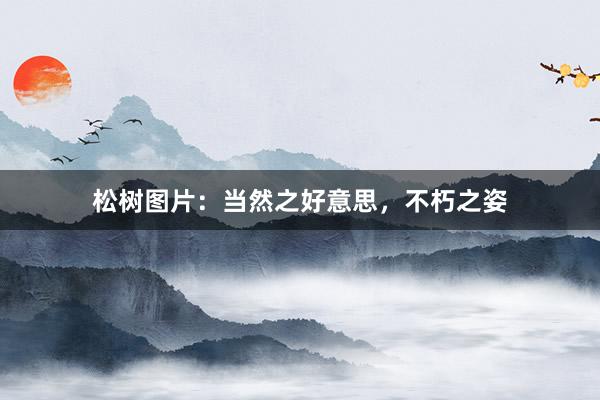松树图片：当然之好意思，不朽之姿